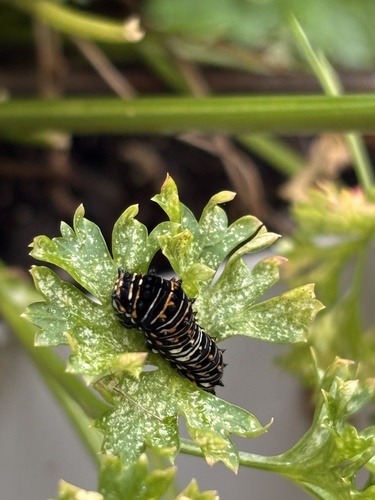 Black Swallowtail