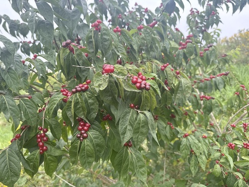 Amur honeysuckle