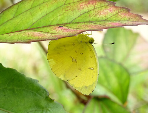 Malagasy Grass Yellow