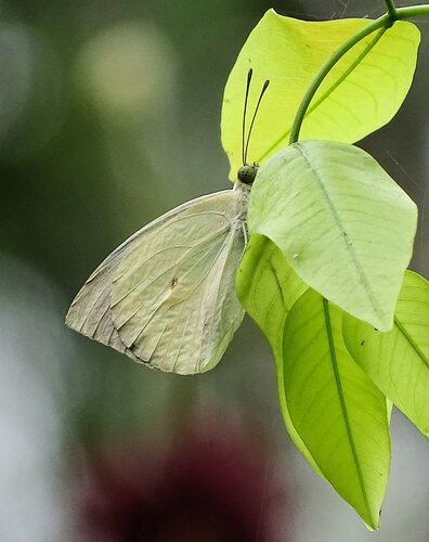 Plain Vagrant