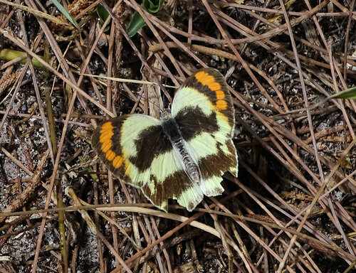Round-winged Orange Tip