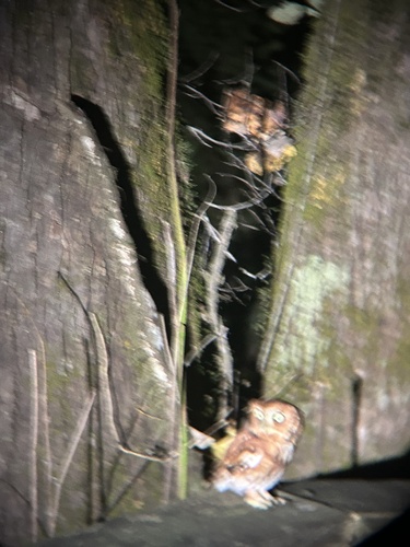 Eastern Screech-Owl