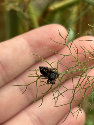 Bold Jumping Spider