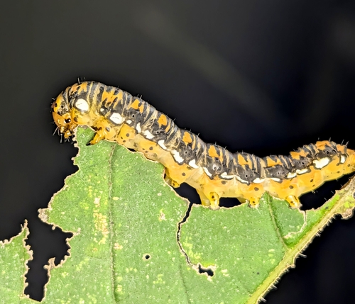 Gold Moth