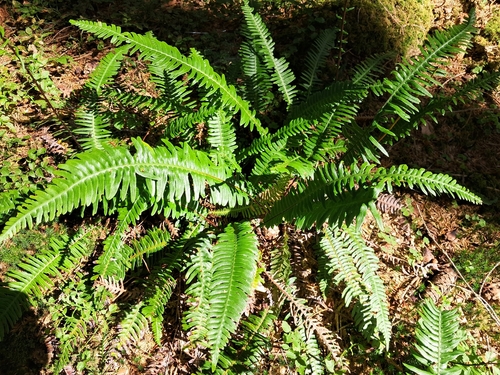 deer fern