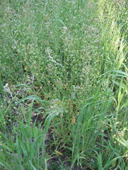 Capsella bursa-pastoris