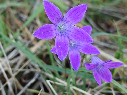 Spreading Bellflower