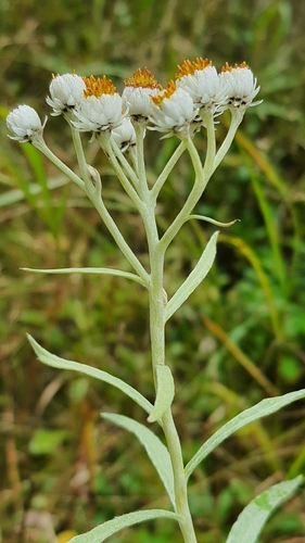 pearly everlasting