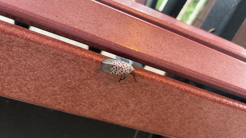 Spotted Lanternfly