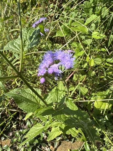 blue mistflower
