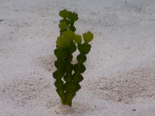 Halimeda incrassata observed 2026-09-20