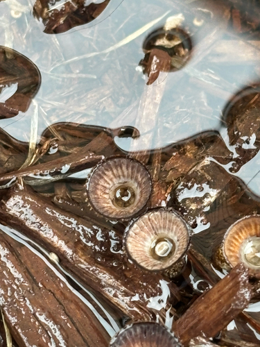 fluted bird's nest fungus