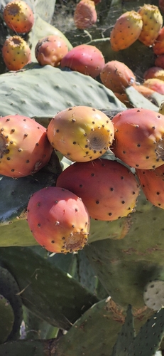 Indian fig opuntia