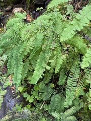 Adiantum aleuticum aleuticum