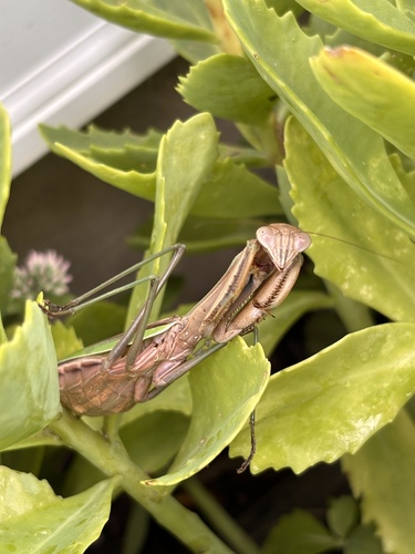 Chinese Mantis