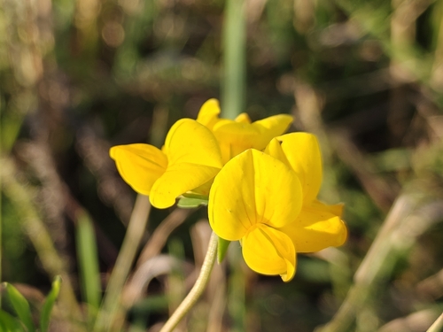 bird's-foot trefoil