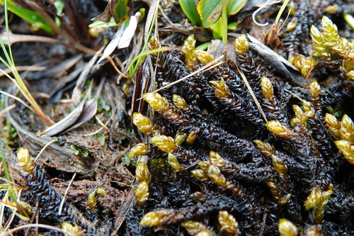 Scorpidium scorpioides observed 2026-09-19