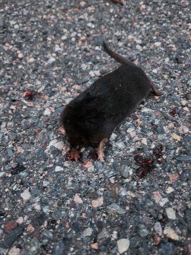 Star-nosed Mole