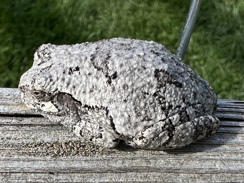 Gray Treefrog