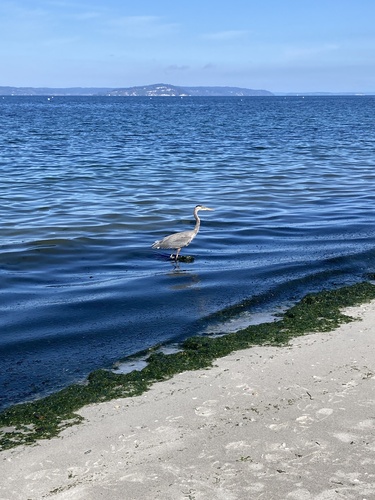 Great Blue Heron