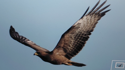 European Honey-buzzard