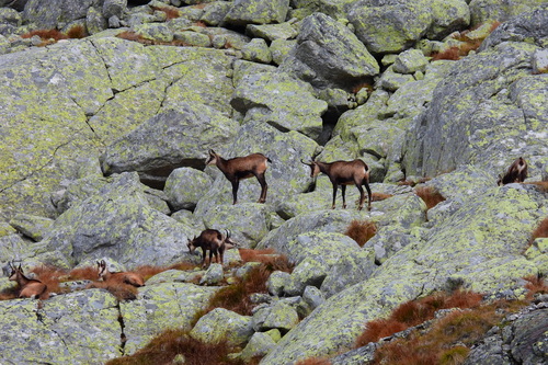 Northern Chamois