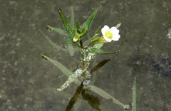 Gratiola quartermaniae