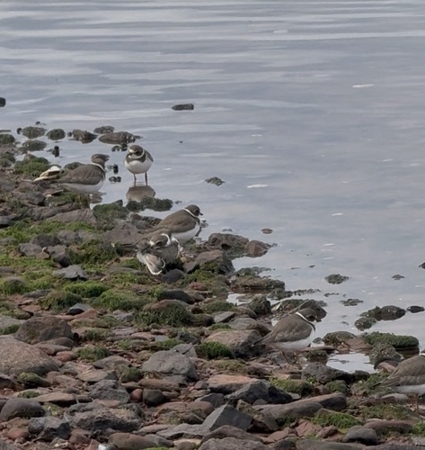 Semipalmated Plover