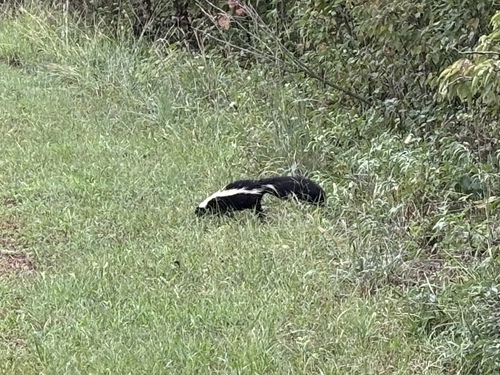 Striped Skunk
