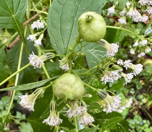Boneset Flower Gall Midge