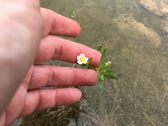 Gratiola quartermaniae