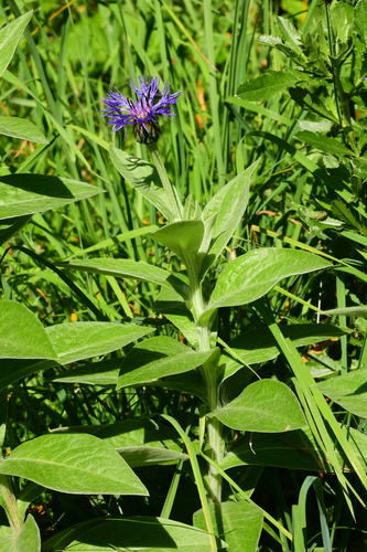 Perennial Cornflower