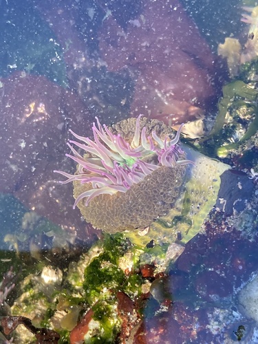 Aggregating Anemone