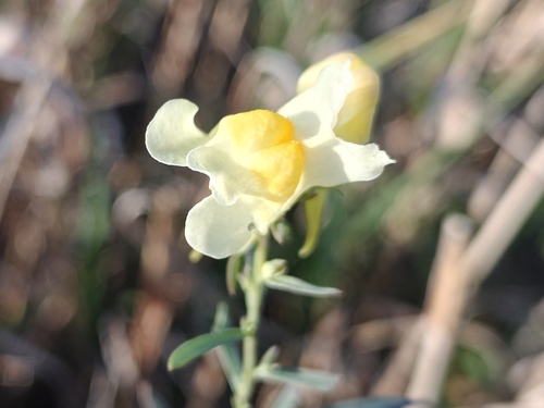 common toadflax