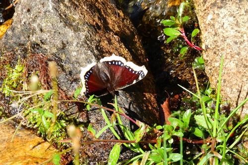Mourning Cloak
