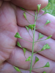 Capsella bursa-pastoris