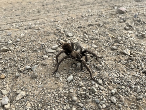 iNaturalist observation photo of Desert Tarantula
