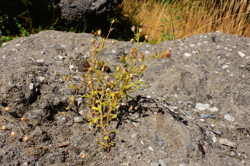 dwarf snapdragon