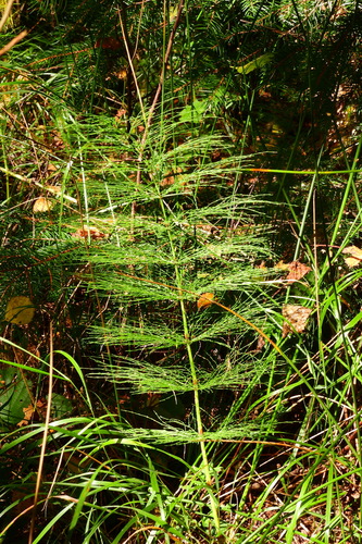 wood horsetail