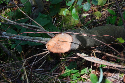 Eurasian Beaver