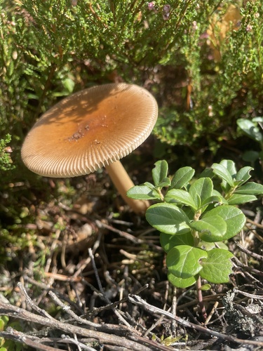 Tawny Grisette