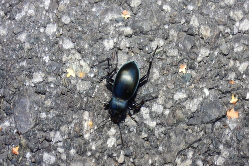 smooth ground beetle