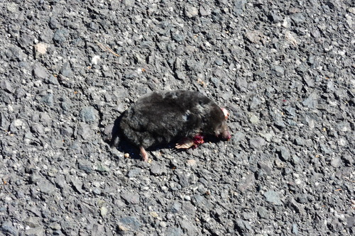 European Mole