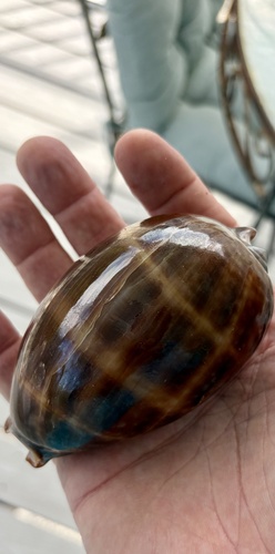 Cypraea cervus observed 2026-09-19