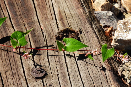 Black-bindweed