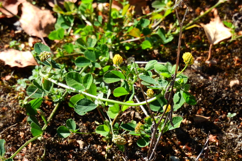 Black Medick