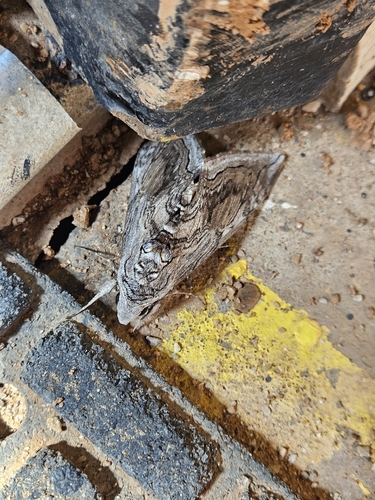 Five-spotted Hawk Moth