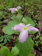 Trillium grandiflorum