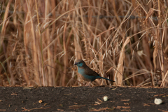 Uraeginthus bengalus