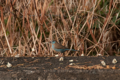 Uraeginthus bengalus